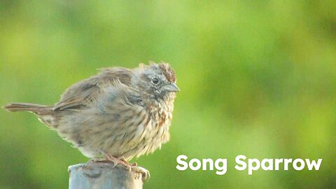 Song Sparrow