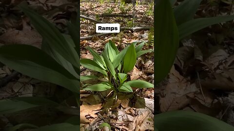 🌱 Wild spring edibles + Pro Tip 😱❌💀 #shorts #naturelovers #outdoors #foraging #medicinalplants