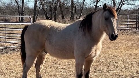 Horse Got Spooked & Chased Me To Pond - Picking Up Trash In Paster - Horse Hazards