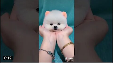 Mini pomeranian_ fanny and cute pomeranian videos #13 cute VN animals