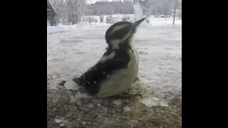 Bird fly's into window and lives