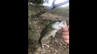 Texas Pond Series (Bamberger Park)