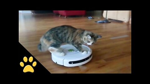 Roomba Cats: Compilation