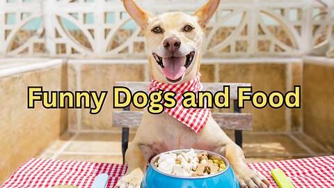 Funny Dogs and Food