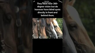 Horses have exceptional vision! #horse #shorts