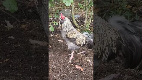 Hanging In The Woods Today #chickens #chickenshorts #chickenlife #backyardchickens