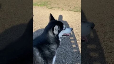 Freya and Velma chilling at the park #short #husky