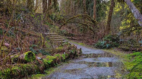 Rain over puddles on a path in Kanaka Creek, Maple Ridge, Canada