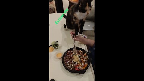 Excuse me - Radioactive Calico Crazy Cat politely demands food #shorts