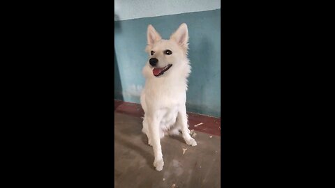 dog training video