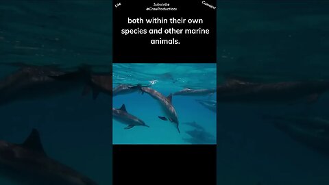 Dolphins are known for their altruistic behavior #dolphin #shorts