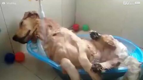 Cão dorme uma sesta em banho relaxante