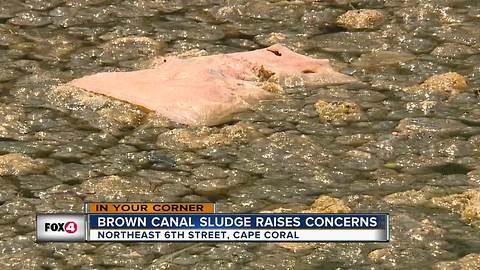 Brown gunk on Cape Canal raises concern