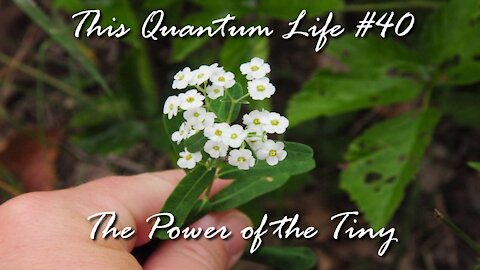 This Quantum Life #40 - The Power of the Tiny