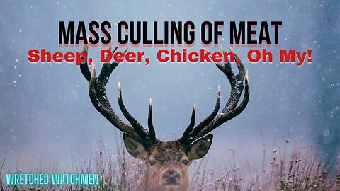 Mass Culling Of Meat: Sheep, Deer, Chicken, Oh My!