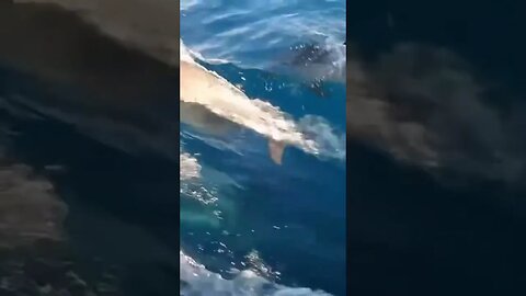 Sailing with Dolphins!