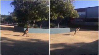 Canguro invade una scuola in Australia