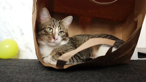 Funny Cat Loves to Sit in a Paper Bag