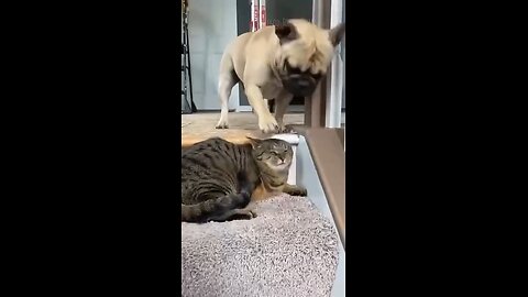 Funny dogs or cats 😂