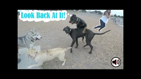 Great Dane PICKS ON German Shepherd Puppy UNTIL Rottweiler Intervenes!