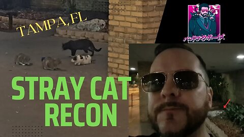 Recon (Stray casino cats in Tampa - Pt. 1) [03-12-2023]