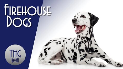 Dalmatians: Firehouse Dogs