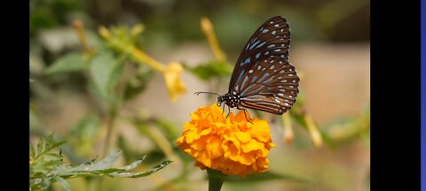 Beautiful flower with butterfly 🦋