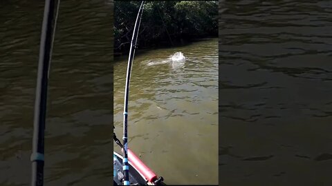 SNOOK On Slam Shady Diezel Minnow in Tampa Bay #shorts #fishing #florida