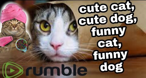 Cute And Funny Cat Videos - Cats Compilation