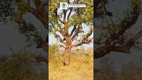 A briga por comida na floresta é intensa