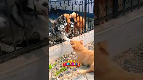 Bloodiest dog fight on the internet #shorts #funnydogs #viral #dogs #dogbarking