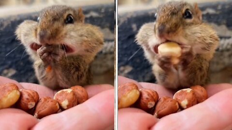 Squirrel feeding time