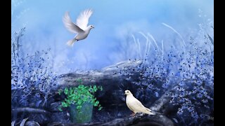 The most beautiful video clip of birds singing in a cage.