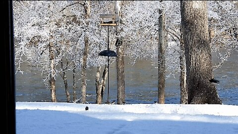 Northern Flicker “Yellow-shafted” Woodpecker