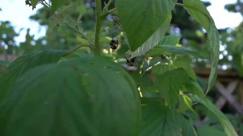 Beachfront B Roll Bees Pollinating Clip 4 Free to Use HD Stock Video Footage