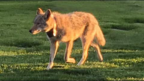 Coyotes in Toronto - Wildlife in the City