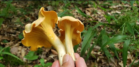 Transplant wild mushrooms and pick Chanterelle at my backwood.