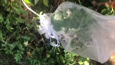 Elderberry Progress | Results Cherry Picking Gabanza Bags