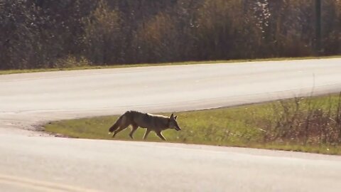 Coyote Looks Both Ways Before Crossing the Road