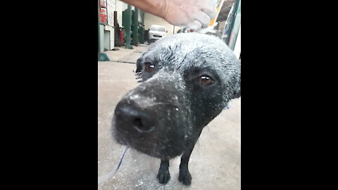 the dog was playing and the owner bathed the dog again because it was too dirty.