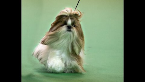 7 Shih Tzu