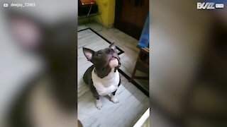 Pitbull falha batata frita em câmara lenta