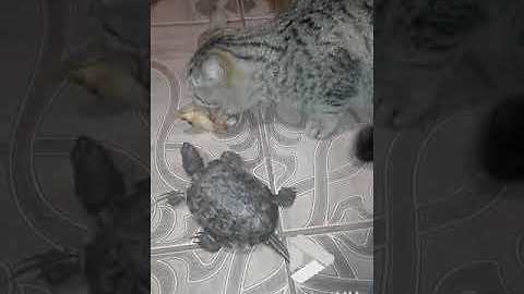 Turtle and Cat fight over bone