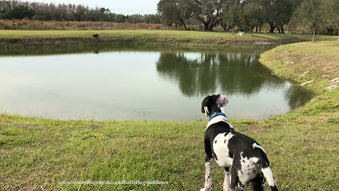 Puppy Watches Energetic Great Dane Do Zoomies