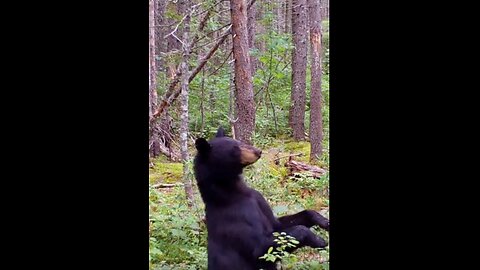 Bear Dances On Broken Branch