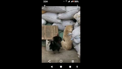 Chicken VS Dog Fight - Funny Dog Fight Videos.mp4