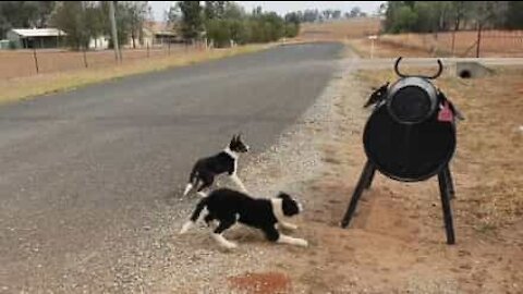 Cow-shaped mailbox confuses dogs