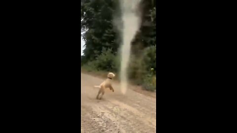 Brave Dog Stops Tornado Forming!