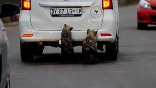 Hienas exploram carros de turistas na África do Sul