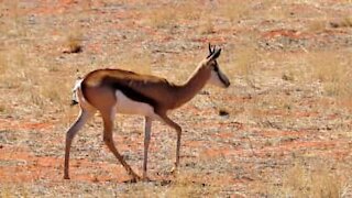 Une gazelle orpheline débordante de joie